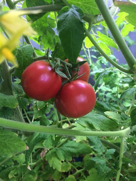 Tomato (Solanum lycopersicum 'Casino Chips') in the Tomatoes .